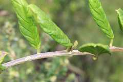 Siphocampylus retrorsus