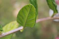 Siphocampylus retrorsus