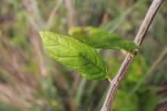 Siphocampylus retrorsus