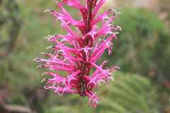 Siphocampylus retrorsus