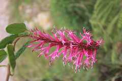 Siphocampylus retrorsus