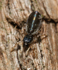 Salticidae