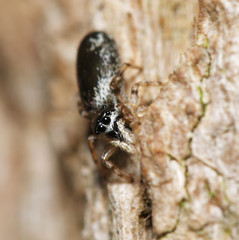 Salticidae