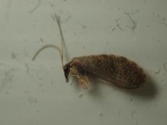 Sympherobius pygmaeus