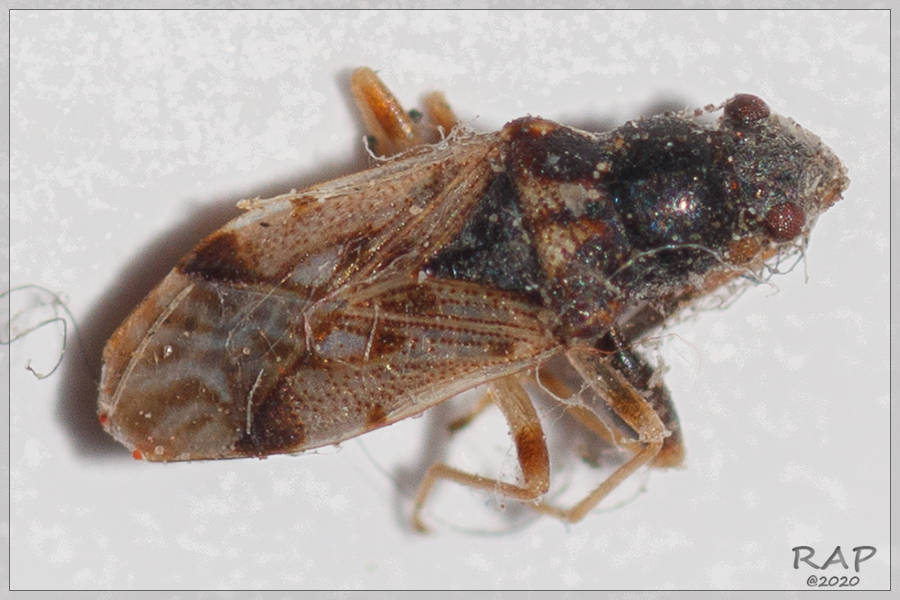 Pseudopachybrachius concepcioni