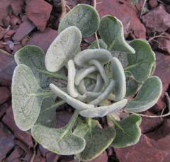 Verbascum cariense