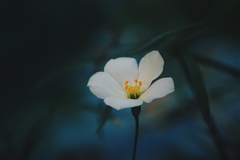 Eustoma exaltatum exaltatum