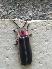 Photinus pyralis