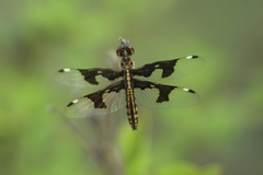 Palpopleura