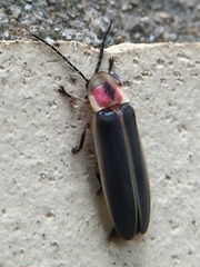 Photinus pyralis