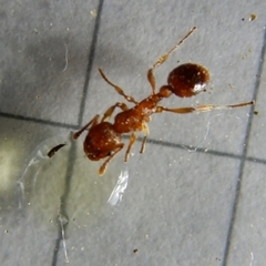 Myrmica