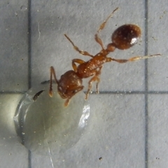 Myrmica