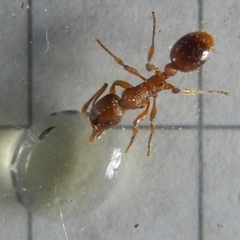 Myrmica