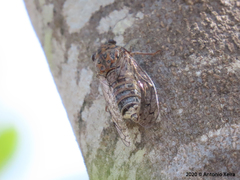Cicada barbara lusitanica