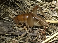 Ceuthophilus hesperus