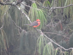 Pyrocephalus rubinus