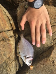 Boopsoidea inornata