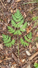 Chaerophyllum villarsii