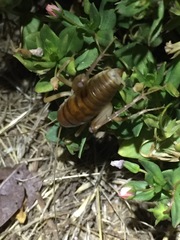 Ceuthophilus hesperus