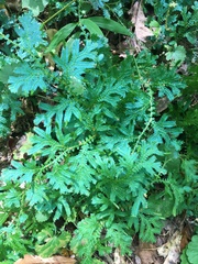 Selaginella uncinata