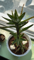 Aloe juvenna