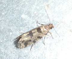 Parochmastis hilderi