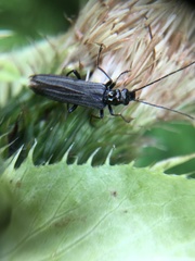 Oedemera tristis