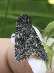 Apamea devastator