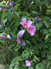 Hibiscus syriacus