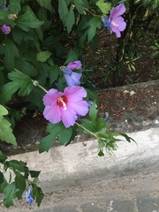 Hibiscus syriacus