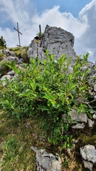 Salix glabra