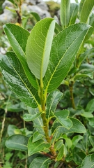 Salix glabra