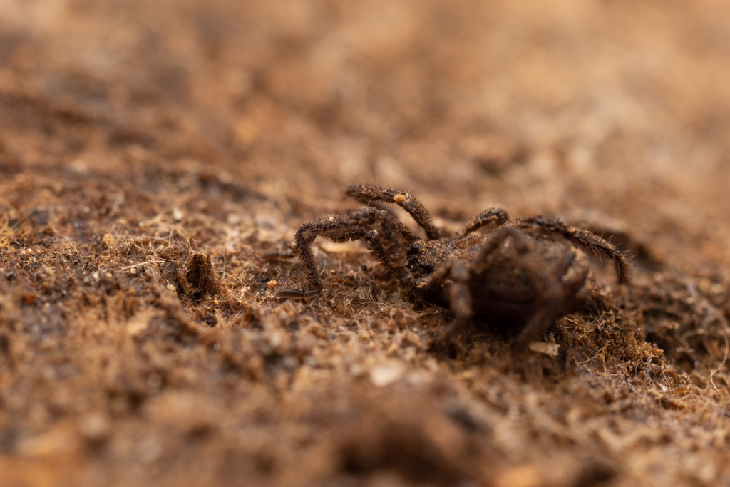 Anelasmocephalus cambridgei