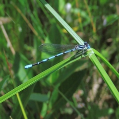 Argia bipunctulata
