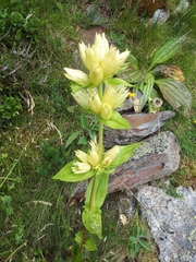 Gentiana burseri