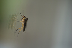 Empis livida