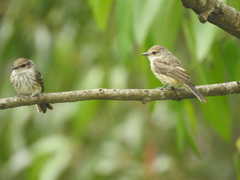 Pyrocephalus rubinus