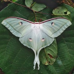Actias selene