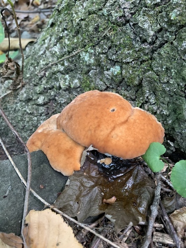 green cheese polypore