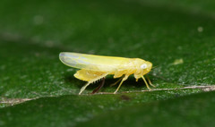 Typhlocybini