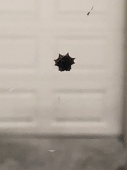 Gasteracantha cancriformis