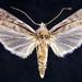 Cactobrosis fernaldialis - Photo (c) Jim Vargo at Moth Photographers Group, some rights reserved (CC BY-NC-SA)
