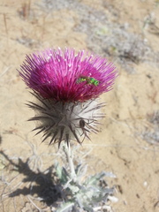 Cirsium occidentale occidentale