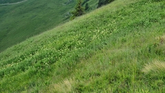 Allium victorialis
