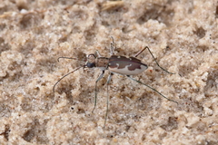 Ellipsoptera wapleri