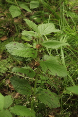 Melittis melissophyllum