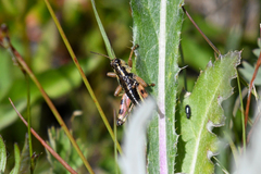 Buckellacris chilcotinae