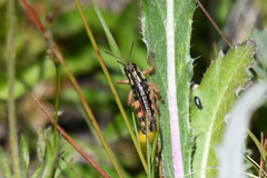 Buckellacris chilcotinae