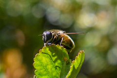 Helophilus lapponicus