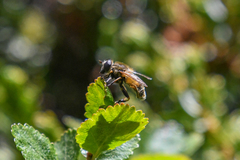 Helophilus lapponicus